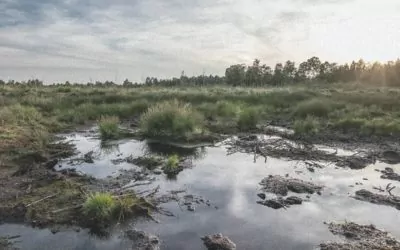 Klimaschutz wird zur Firmenkultur