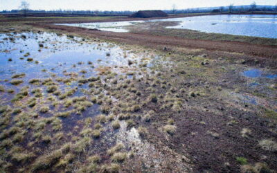 Felderer ermöglicht Wiedervernässung von 1,7 Hektar Moor